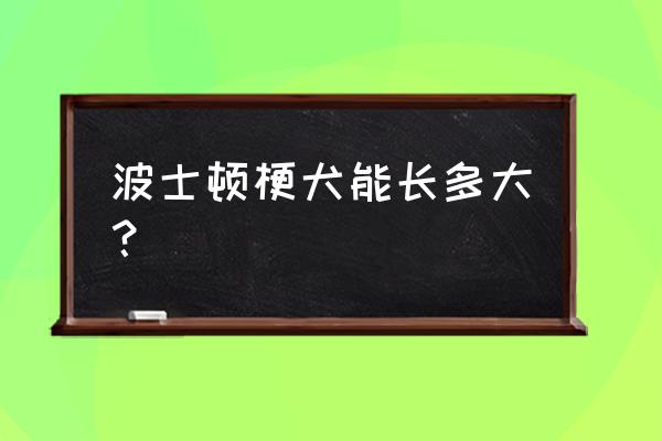 小型犬波士顿梗 波士顿梗犬能长多大？