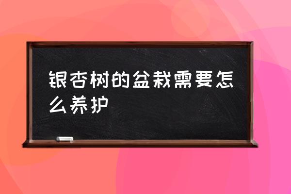 银杏盆景怎么养 银杏树的盆栽需要怎么养护