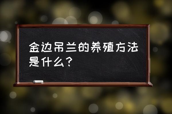 金边吊兰怎么养 金边吊兰的养殖方法是什么？