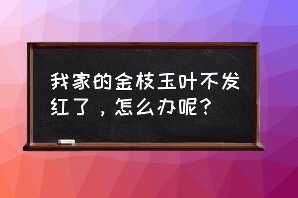 玉叶陵园公众号 我家的金枝玉叶不发红了，怎么办呢？