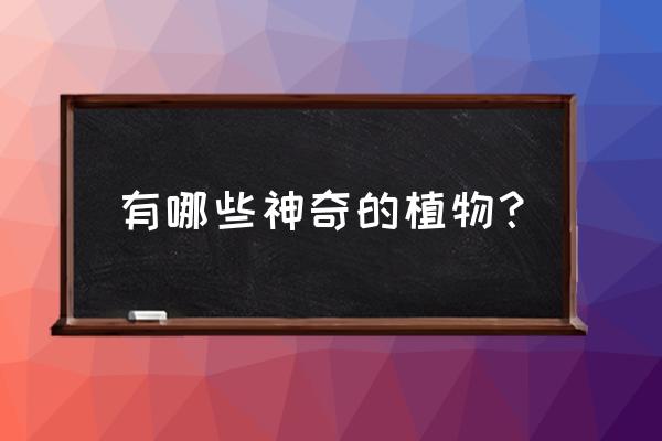 神奇有趣的植物有哪些 有哪些神奇的植物？