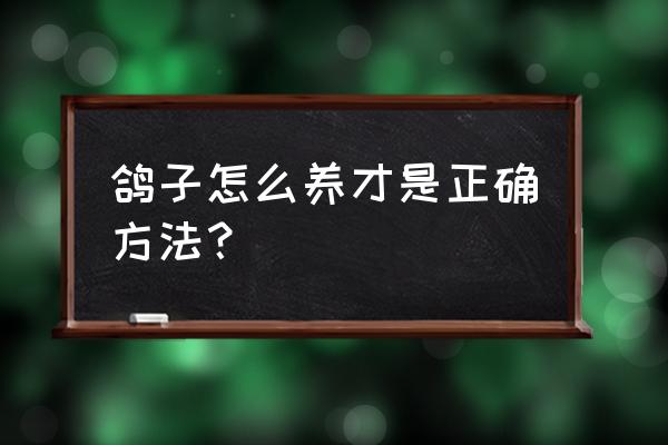 鸽子养殖技术 鸽子怎么养才是正确方法？