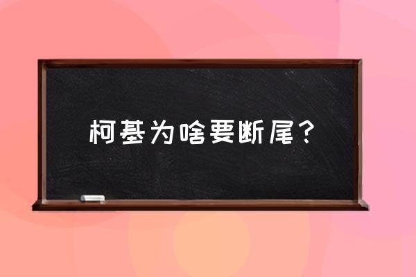 柯基断尾有必要吗 柯基为啥要断尾？