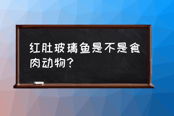 玻璃霓虹灯鱼 红肚玻璃鱼是不是食肉动物？