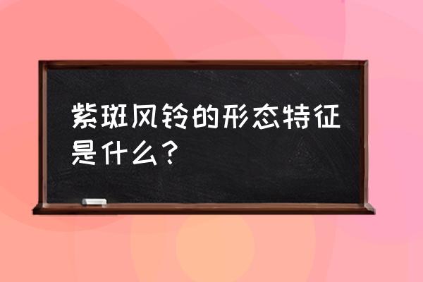 紫斑风铃草的作用与功效 紫斑风铃的形态特征是什么？