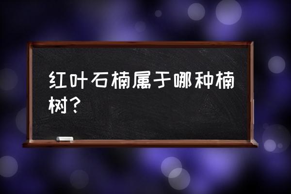 红叶石楠简介 红叶石楠属于哪种楠树？