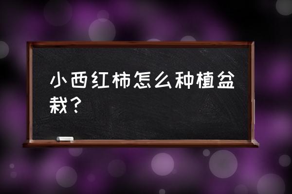 西红柿苗盆栽 小西红柿怎么种植盆栽？