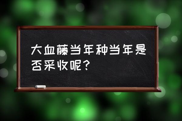 大血藤的功效与作用禁忌 大血藤当年种当年是否采收呢？