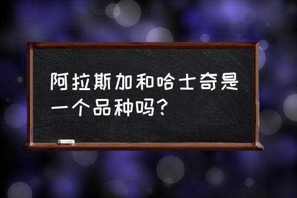 哈士奇是不是阿拉斯加犬 阿拉斯加和哈士奇是一个品种吗？