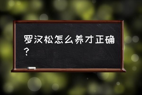 罗汉松的正确养法 罗汉松怎么养才正确？