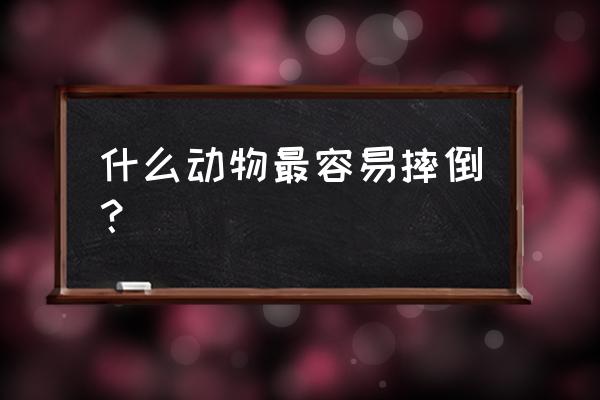 哪种动物最容易摔倒 什么动物最容易摔倒？