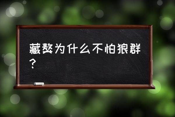 内蒙古藏獒保护狼王 藏獒为什么不怕狼群？