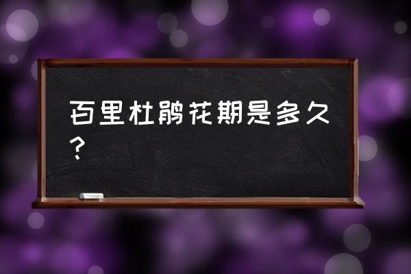 2020年百里杜鹃花期 百里杜鹃花期是多久？