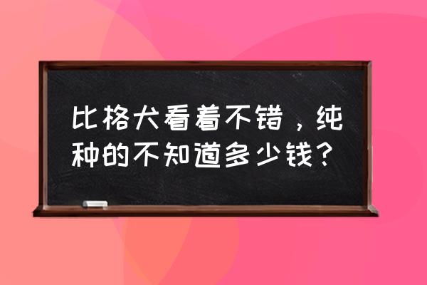 比格犬多少钱一只2020 比格犬看着不错，纯种的不知道多少钱？