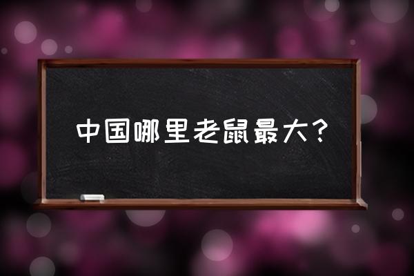 中国巨型老鼠 中国哪里老鼠最大？