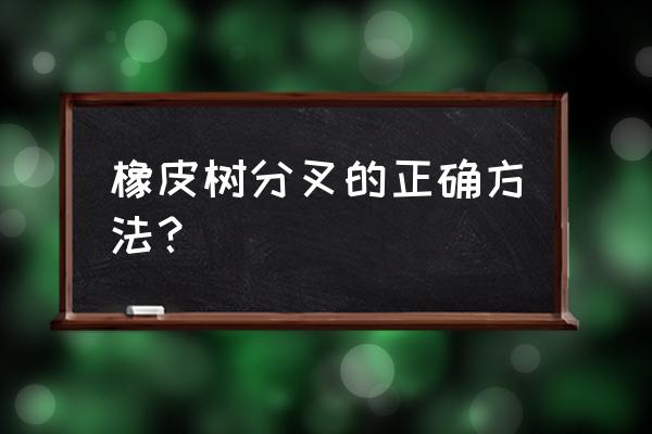 橡皮树怎么养能分叉 橡皮树分叉的正确方法？