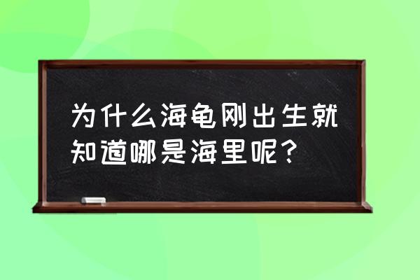 小海龟出生 为什么海龟刚出生就知道哪是海里呢？