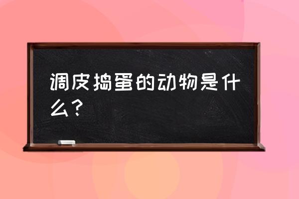 调皮捣蛋的动物 调皮捣蛋的动物是什么？