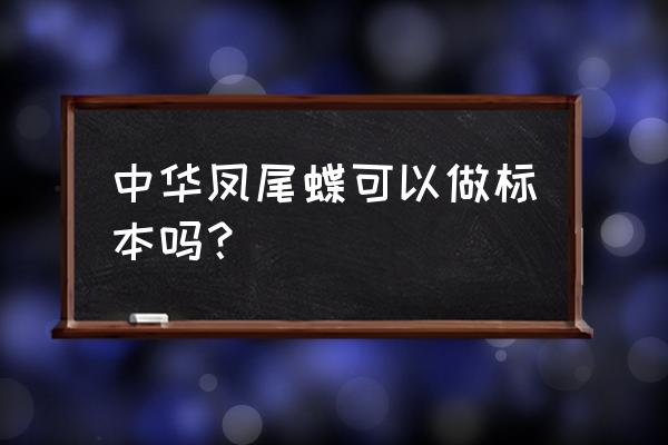 蝴蝶种类大全 蝴蝶标本 中华凤尾蝶可以做标本吗？