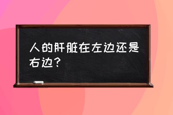 人的肝脏在左边还是右边 人的肝脏在左边还是右边？