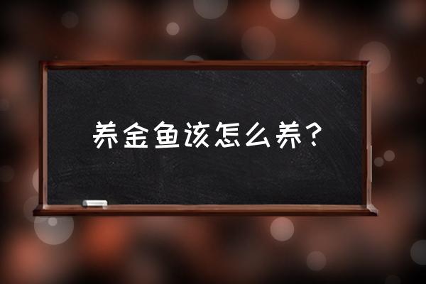 怎样养金鱼活的 养金鱼该怎么养？