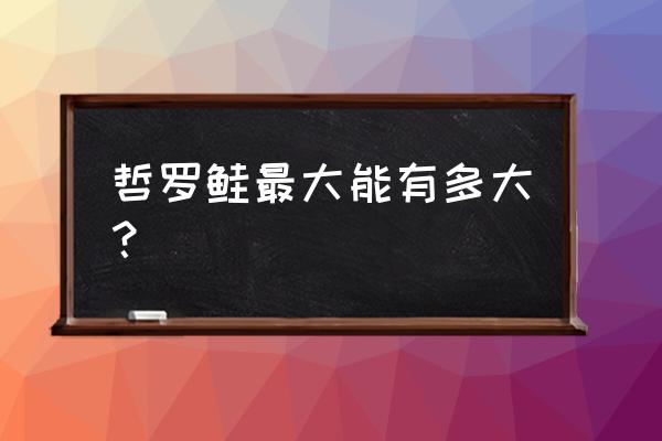 哲罗鲑最大能有多大 哲罗鲑最大能有多大？