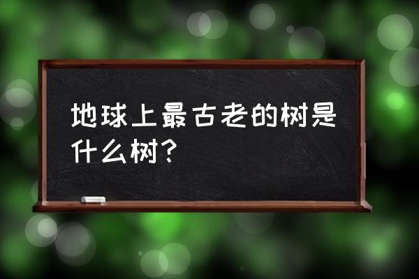 最古老的树种有哪些 地球上最古老的树是什么树？