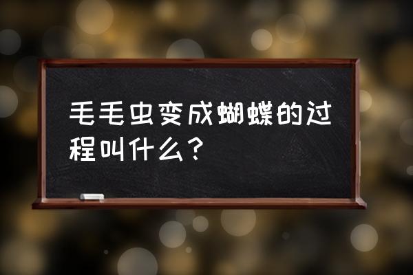 毛毛虫变蝴蝶的过程叫什么 毛毛虫变成蝴蝶的过程叫什么？