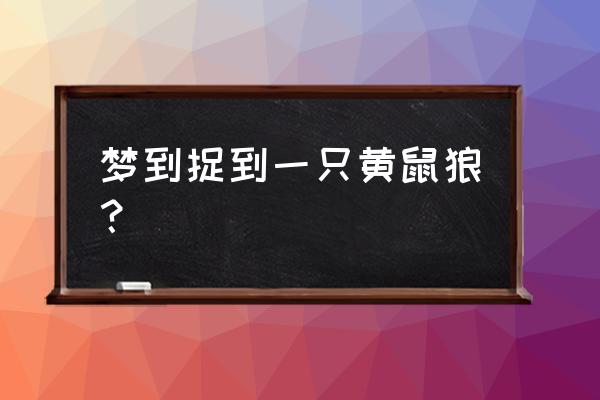 梦到黄鼠狼跟自己很亲 梦到捉到一只黄鼠狼？