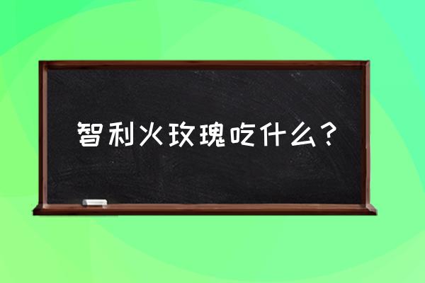 智利红玫瑰吃蟑螂吗 智利火玫瑰吃什么？