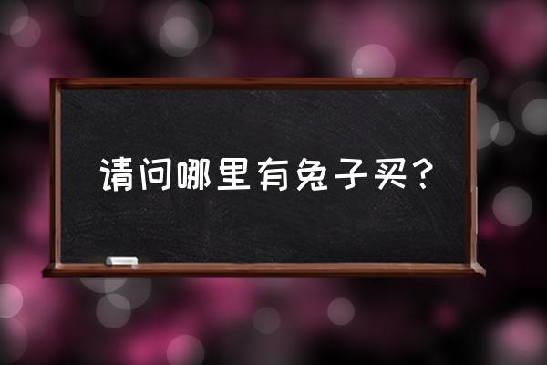 纯种荷兰侏儒兔在哪买 请问哪里有兔子买？