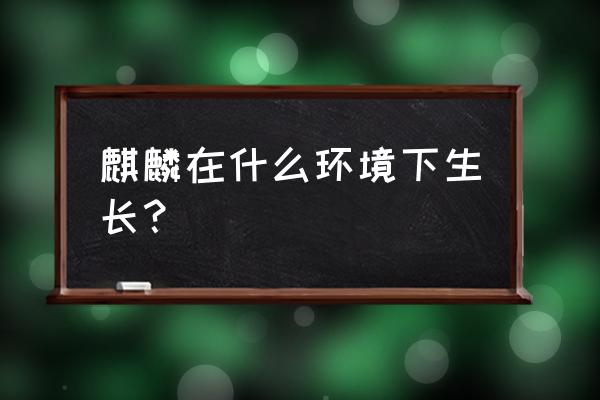 麒麟的生活环境 麒麟在什么环境下生长？