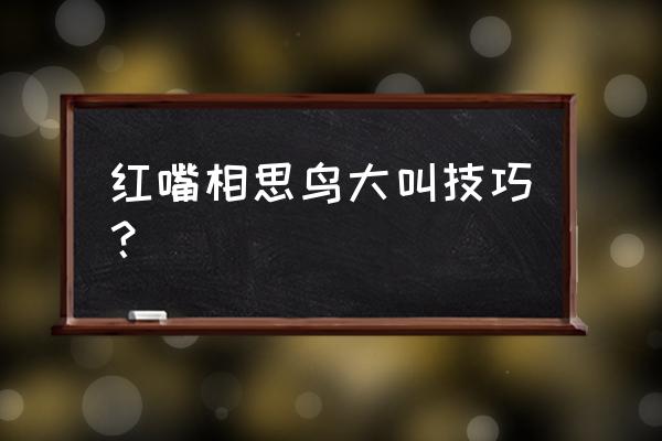 红嘴相思鸟叫 红嘴相思鸟大叫技巧？