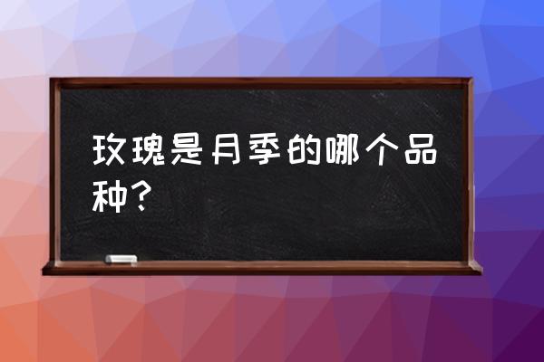 月季和玫瑰是一个品种吗 玫瑰是月季的哪个品种？