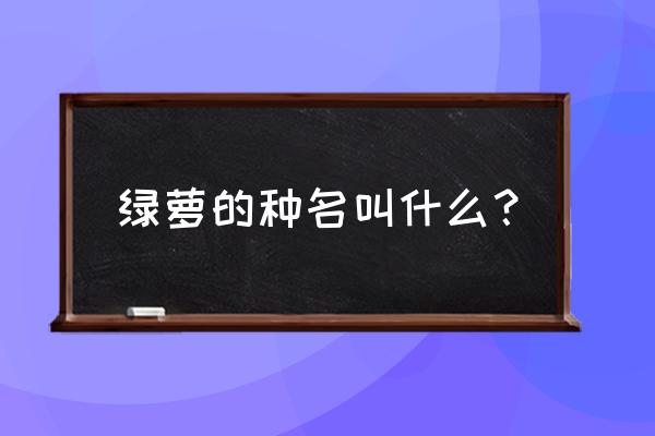 花叶绿萝与普通绿萝 绿萝的种名叫什么？