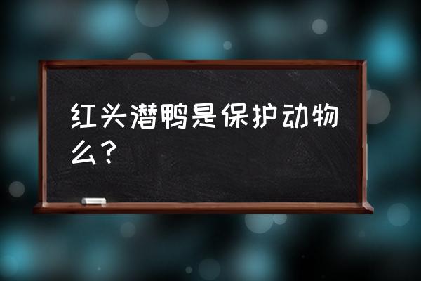 红头潜鸭雌 红头潜鸭是保护动物么？