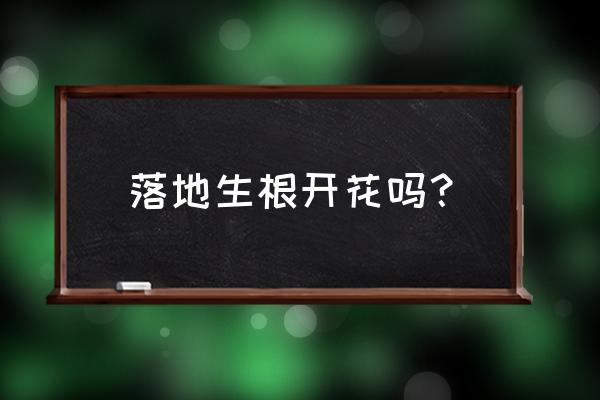 落地生根开花吗开什么花 落地生根开花吗？