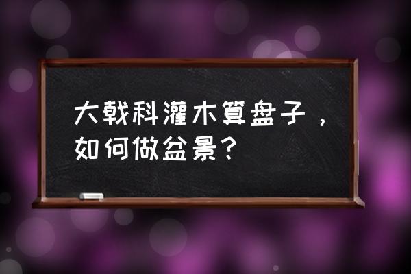 算盘子根的功效与作用 大戟科灌木算盘子，如何做盆景？