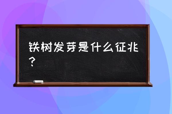 铁树开花八大预兆 铁树发芽是什么征兆？