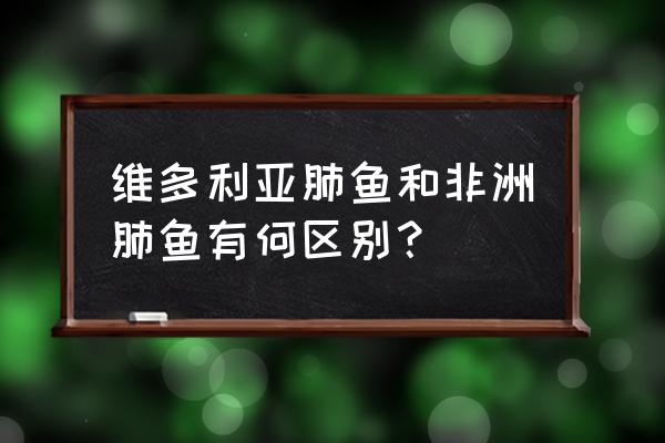 非洲肺鱼和维多利亚肺鱼 维多利亚肺鱼和非洲肺鱼有何区别？