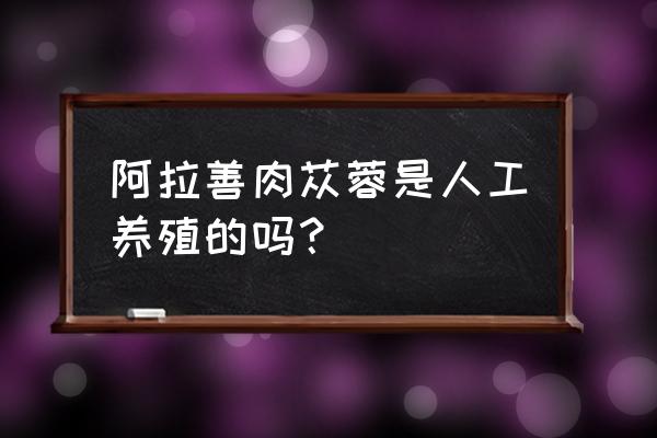 阿拉善肉苁蓉多少钱一斤 阿拉善肉苁蓉是人工养殖的吗？