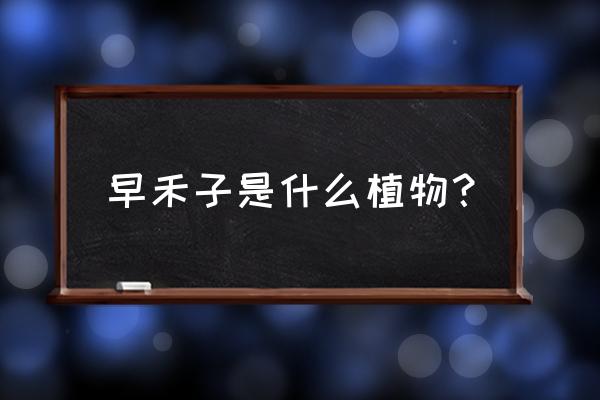 草地早熟禾特点 早禾子是什么植物？