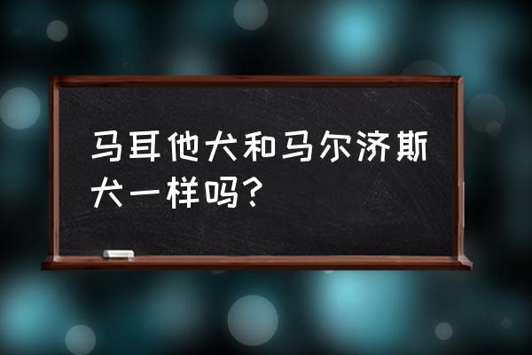 狗中贵族马耳他 马耳他犬和马尔济斯犬一样吗？