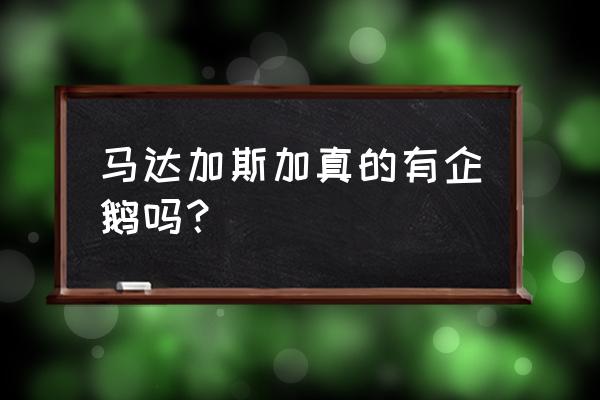 马达加斯加企鹅1 马达加斯加真的有企鹅吗？