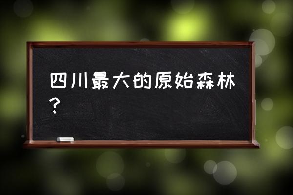 中国百慕大四川 四川最大的原始森林？