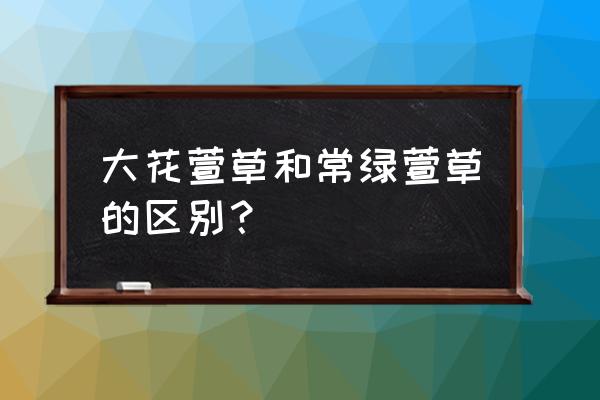 大花萱草和萱草的区别 大花萱草和常绿萱草的区别？