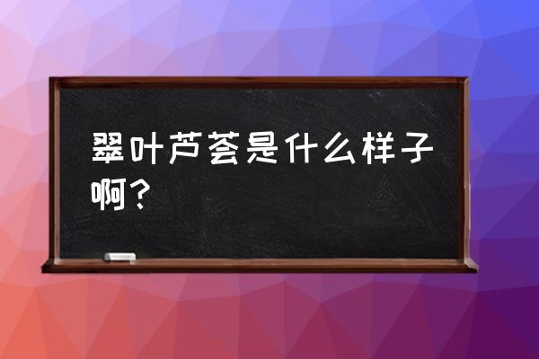 翠叶芦荟长什么样 翠叶芦荟是什么样子啊？