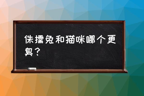 荷兰侏儒兔臭吗 侏儒兔和猫咪哪个更臭？