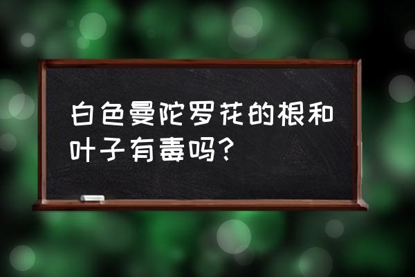 白色曼陀罗花有毒吗 白色曼陀罗花的根和叶子有毒吗？