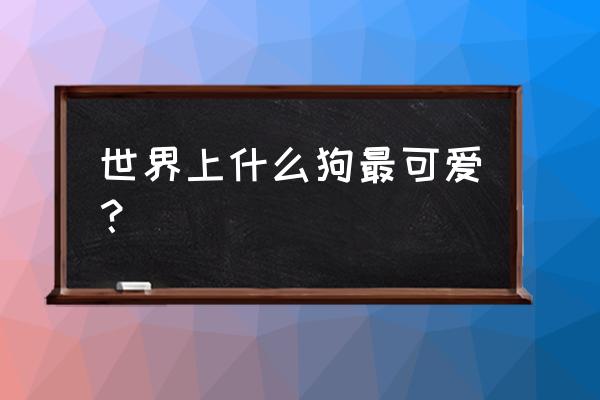 世界上最可爱的狗狗有哪些 世界上什么狗最可爱？